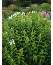 Phlox paniculata 'Mount Fuji'