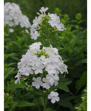 Phlox paniculata 'Mount Fuji'