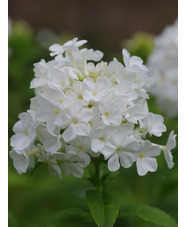 Phlox paniculata 'Mount Fuji'