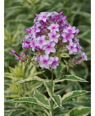 Phlox paniculata 'Norah Leigh'