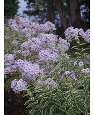 Phlox paniculata 'Norah Leigh'