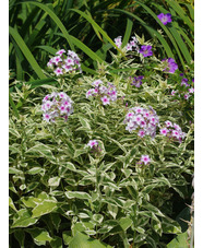 Phlox paniculata 'Norah Leigh'