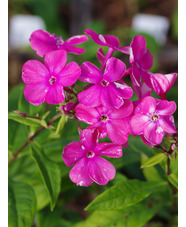 Phlox paniculata 'Rijnstroom'