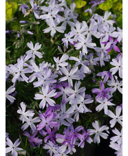 Phlox subulata 'Lilacina'