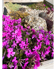 Phlox subulata 'McDaniel's Cushion'