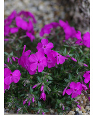 Phlox subulata 'McDaniel's Cushion'