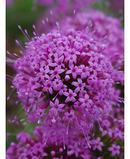 Phuopsis stylosa
