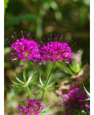 Phuopsis stylosa 'Purpurea'