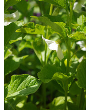 Physalis alkekengi var. franchetii 'Gigantea'