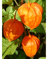 Physalis alkekengi var. franchetii 'Gigantea'