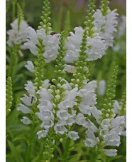 Physostegia virginiana 'Alba'