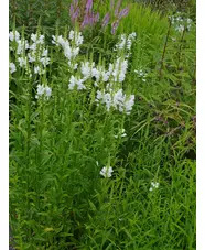 Physostegia virginiana 'Alba'