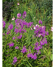Physostegia virginiana 'Vivid'