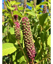 Phytolacca polyandra