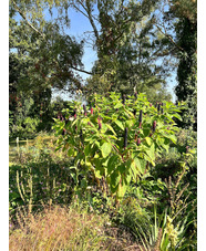 Phytolacca polyandra