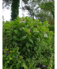 Phytolacca polyandra
