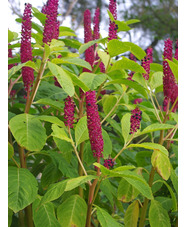 Phytolacca polyandra
