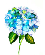 Modern Botanical Painting Workshop