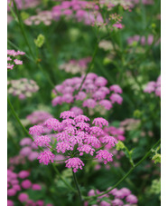 Pimpinella major 'Rosea' (Di Faggio)