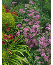 Pimpinella major 'Rosea' (Di Faggio)