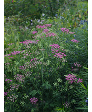 Pimpinella major 'Rosea' (Di Faggio)