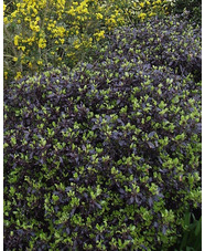 Pittosporum tenuifolium 'Tom Thumb'