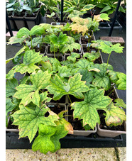 Podophyllum pleianthum short form seedling 