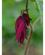 Podophyllum versipelle 'Spotty Dotty'