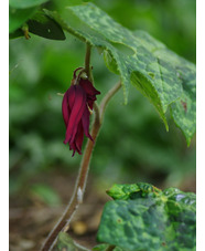 Podophyllum versipelle 'Spotty Dotty'