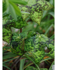 Podophyllum versipelle 'Spotty Dotty'