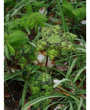 Podophyllum versipelle 'Spotty Dotty'