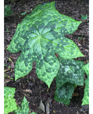Podophyllum versipelle 'Spotty Dotty'