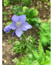 Polemonium caeruleum