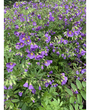 Polemonium 'Lambrook Mauve'