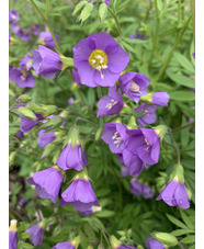 Polemonium 'Lambrook Mauve'