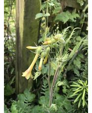 Polemonium pauciflorum 'Sulphur Trumpets'