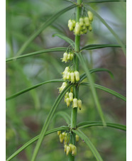 Polygonatum verticillatum