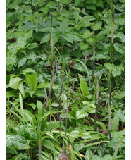 Polygonatum verticillatum