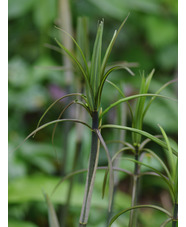 Polygonatum verticillatum