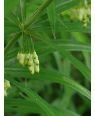 Polygonatum verticillatum