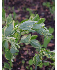 Polygonatum x hybridum 'Striatum'