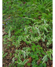 Polygonatum x hybridum 'Striatum'