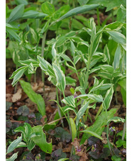 Polygonatum x hybridum 'Striatum'