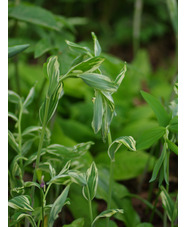 Polygonatum x hybridum 'Striatum'