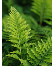 Polypodium x mantoniae 'Cornubiense'