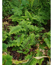 Polypodium x mantoniae 'Cornubiense'