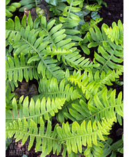 Polypodium vulgare