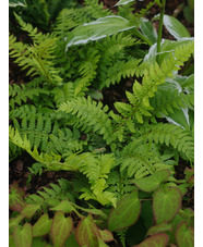 Polystichum aculeatum