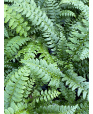 Polystichum aculeatum