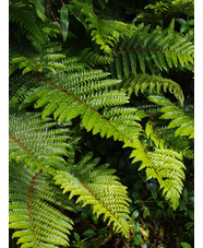 Polystichum polyblepharum